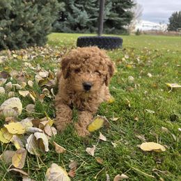 Harold - Red  male Poodle puppy in Blackfoot, Idaho from Draper Mountain Doodles