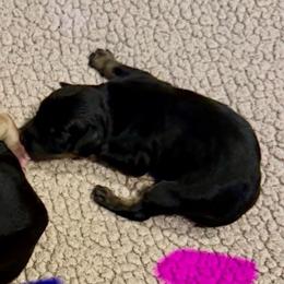 Pending Monica - Black and silver female Miniature Schnauzer puppy in Temple, Texas from Schnauzers Of Taylor