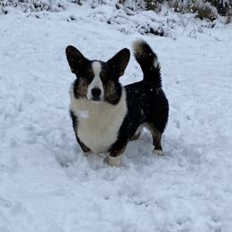 Frito - Cardigan Welsh Corgi