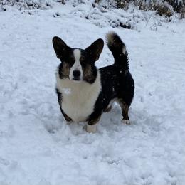 Frito - Cardigan Welsh Corgi