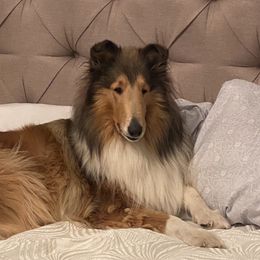 Joey - Collie