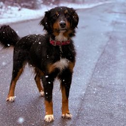 Australian Shepherds, Border Collies, and Sporty Mixes from Fika Herders