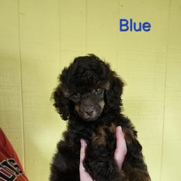 Blue Collar - Sable male Poodle puppy in Poplar Grove, Illinois from Awesome Paws
