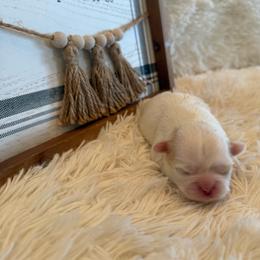 Percy - White female Shih Tzu puppy in Success, Missouri from Sweet Success