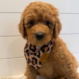 Purple Collar Girl - Red  female Goldendoodle puppy in San Augustine, Texas from Vintage Doodles