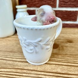 Goldendoodle and Poodle Puppies from SnickerDoodlePups