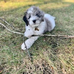 Bernedoodle and Goldendoodle Puppies from A.N.A. Doodles