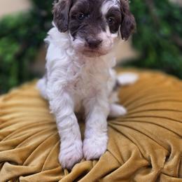 Oak - Parti male Goldendoodle puppy in Decatur, Tennessee from Diamond's Doodles