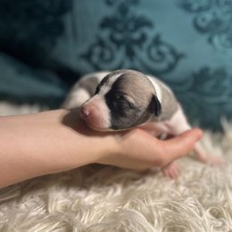 Destin - White and fawn female Whippet puppy in Clinton, Tennessee from Ivanhoe Borzoi