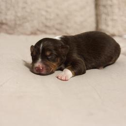 Moose AKC - Red tri-color male Australian Shepherd puppy in Polk City, Florida from Skaky Shepherds