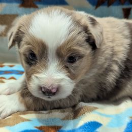 Benson - Red merle female Miniature Australian Shepherd puppy in Frankfort, Indiana from Haleys Farm