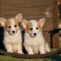 American Corgi and Pembroke Welsh Corgi Puppies from Victorian Farms