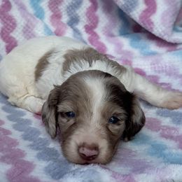 Ivy - Chocolate and tan female Dachshund puppy in Duncanville, Alabama from Bear Creek Dachshunds