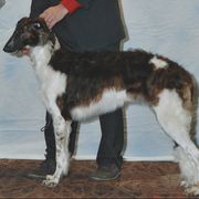 Borzois from Berkshyr Borzoi