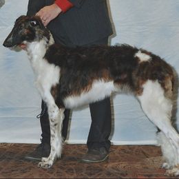 Borzois from Berkshyr Borzoi