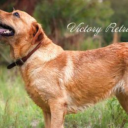 Labrador Retrievers from Victory Retrievers