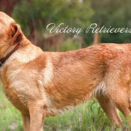 Labrador Retrievers from Victory Retrievers