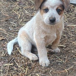 Falx - Red speckled male Australian Cattle Dog puppy in Rogue River, Oregon from FullMoon Cattle Dogs