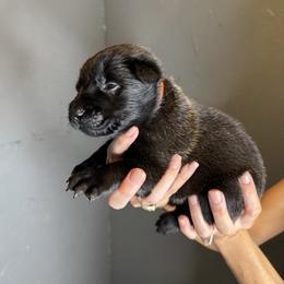 Orange Girl 5 - Black female Belgian Malinois puppy in Orange, Texas from Tacti-Mal K9 Kennels