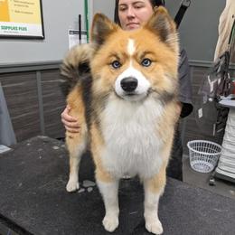 Oates - Pomsky