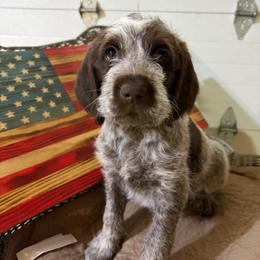 Walter (Hulk) - Brown and gray male Wirehaired Pointing Griffon puppy in Grangeville, Idaho from Happy Hollow Griffons