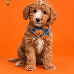 Dayton - Red  male Goldendoodle puppy in Roseburg, Oregon from Dbos Furry Friends