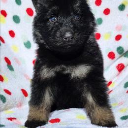 Spice - Black and tan female German Shepherd puppy in Los Lunas, New Mexico from Mali's German Shepherds