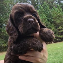 Nutmeg - Brown female Cocker Spaniel puppy in Florence, South Carolina from Reddick's American Cocker Spaniels
