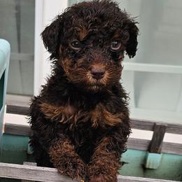Purple Collar Girl - Phantom female Poodle puppy in Tehama County, California from Hals Pals K9s