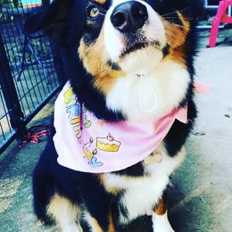 Miniature Australian Shepherds from Relph’s Mini Aussies