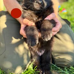 Galahad-Red - Black male German Shepherd puppy in Medical Lake, Washington from Nine Realms German Shepherds