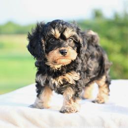 Murphy - Black and tan male Cavapoo puppy in Lawton, Oklahoma from Lindsey’s Cavies
