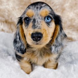 Simon - Dapple Dachshund puppy in Redding, California from Jean & Mae Doxies