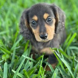 Dachshund Puppies from Meldox