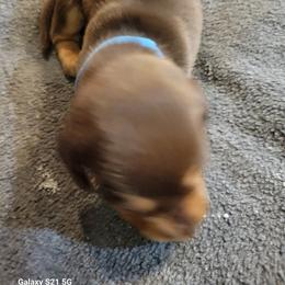 Dachshund Puppies from Weenies on the Lake