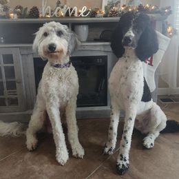 Sheepadoodles from Lola's Sheepadoodles