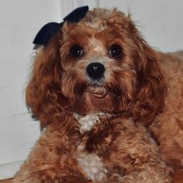 Lady - Cavapoo