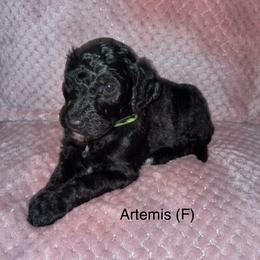 Artemis - Black female Poodle puppy in Petal, Mississippi from Petal Poodles