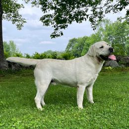 Ghost - Labrador Retriever