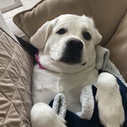 Labrador Retriever All Grown Up from Chateau St. John