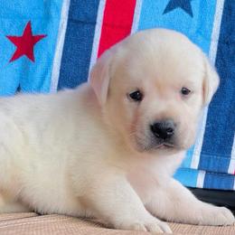 Boy - Yellow male Labrador Retriever puppy in Jamestown, Ohio from Heartlands Quality Labrador Retrievers