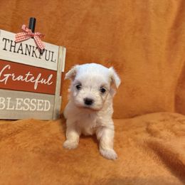 Deisy - White female Maltese puppy in Asheville, North Carolina from TCBs Glowing Maltese