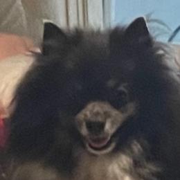 Luna - Pomeranian