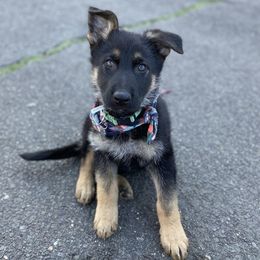 German Shepherd Puppies from Lucky Star Shepherds