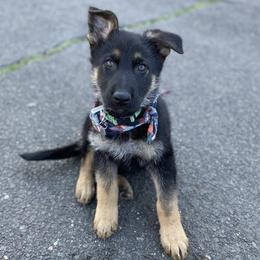 German Shepherd Puppies from Lucky Star Shepherds