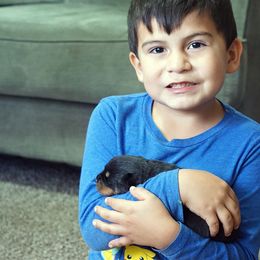 Pomsky, Rottweiler, Shetland Sheepdog, and Toy Shetland Sheepdog Puppies from Mountain High Kennels