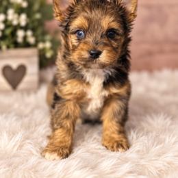 Johnie - Merle male Yorkipoo puppy in Navarre, Florida from KAYY services