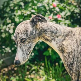MOLLY - Whippet