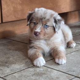 Havana Girl 5 - Red merle female Australian Shepherd puppy in Solon, Maine from Mountain Range Australian Shepherds
