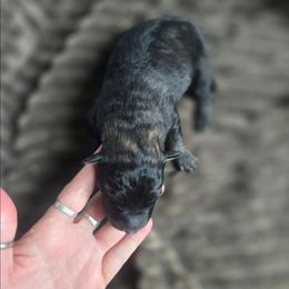 Orian - Gray and black male Keeshond puppy in Logan, Ohio from Hocking Hills Keeshonds